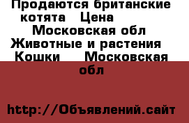 Продаются британские котята › Цена ­ 3 000 - Московская обл. Животные и растения » Кошки   . Московская обл.